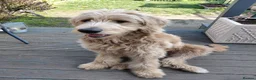 Double Doodle dogs for sale: Golden Mountain doodle  - Advert 13