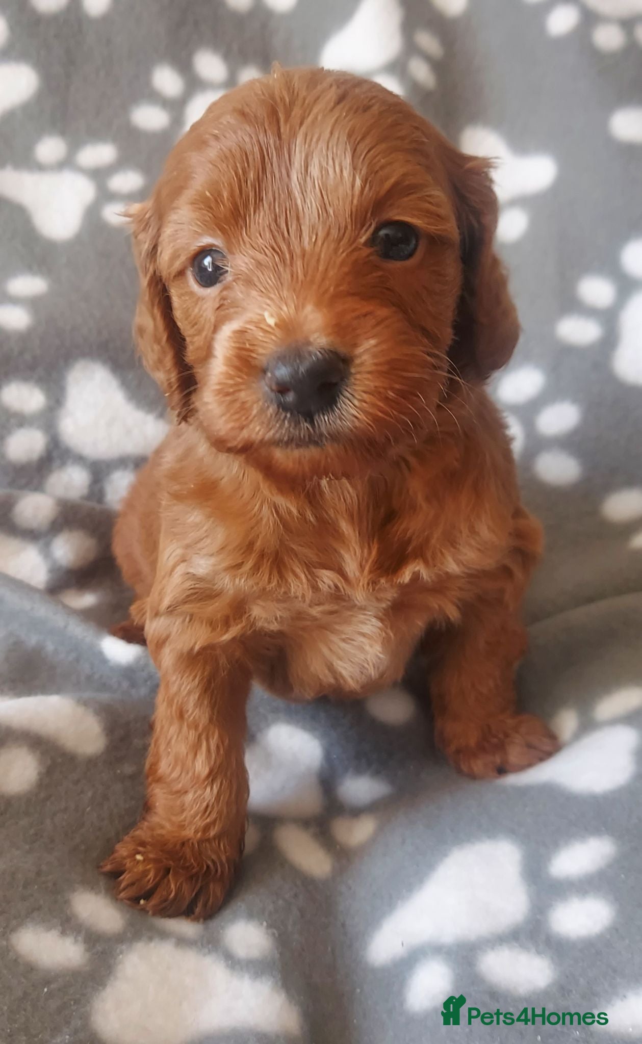 Cockapoo dogs for sale: ONLY ONE DARK BROWN FEMALE LEFT - Advert 1