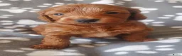 Cockapoo dogs for sale: ONLY ONE DARK BROWN FEMALE LEFT - Advert 5