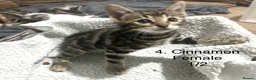 Bengal cats for sale: Full & Half Breed Bengal Kittens  - Advert 10