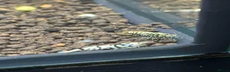 Shrimps fish for sale: Caridina mixed culls - Advert 2
