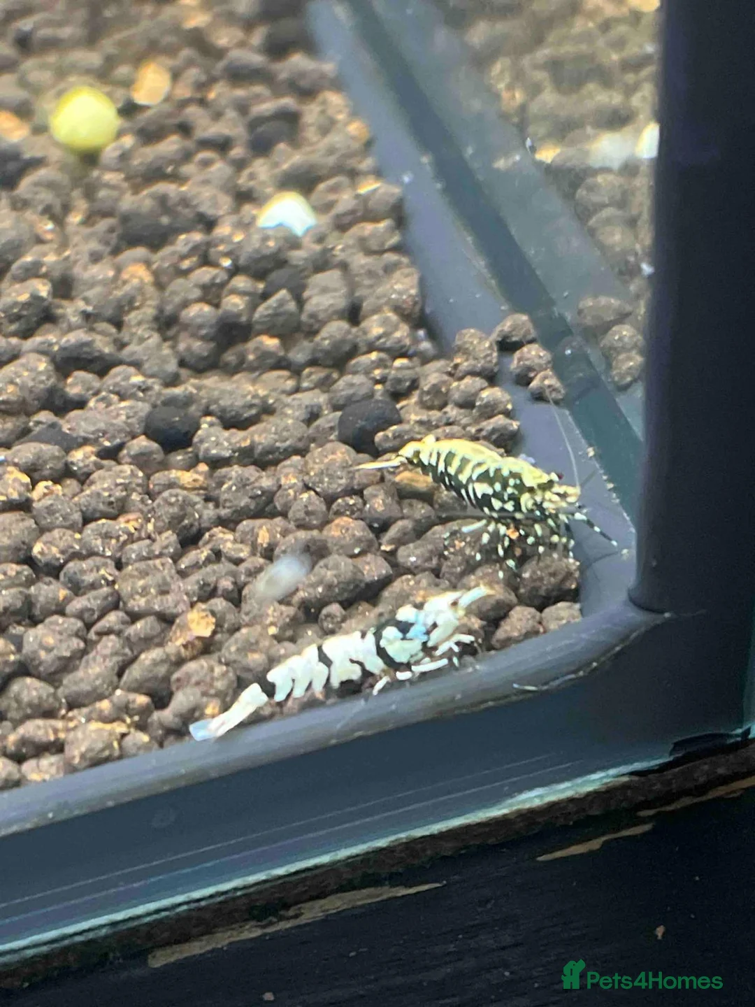 Shrimps fish for sale: Caridina mixed culls - Advert 2