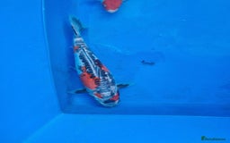 Koi Carp fish for sale: Variety of koi for sale  - Advert 11