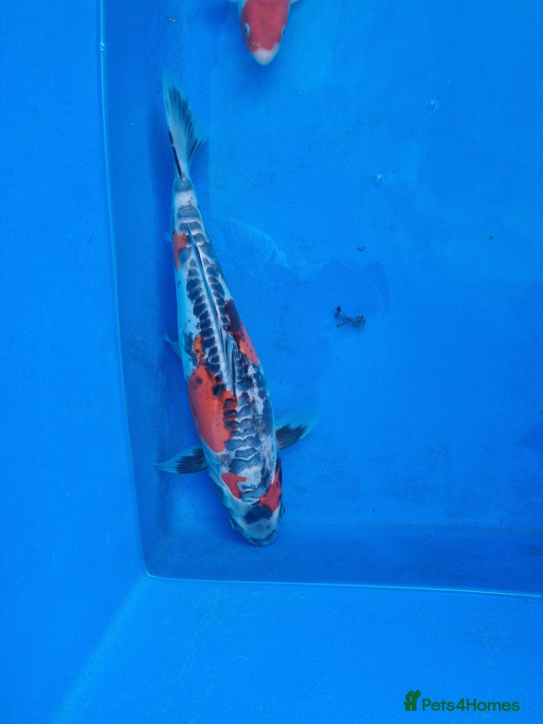 Koi Carp fish for sale: Variety of koi for sale  - Advert 11