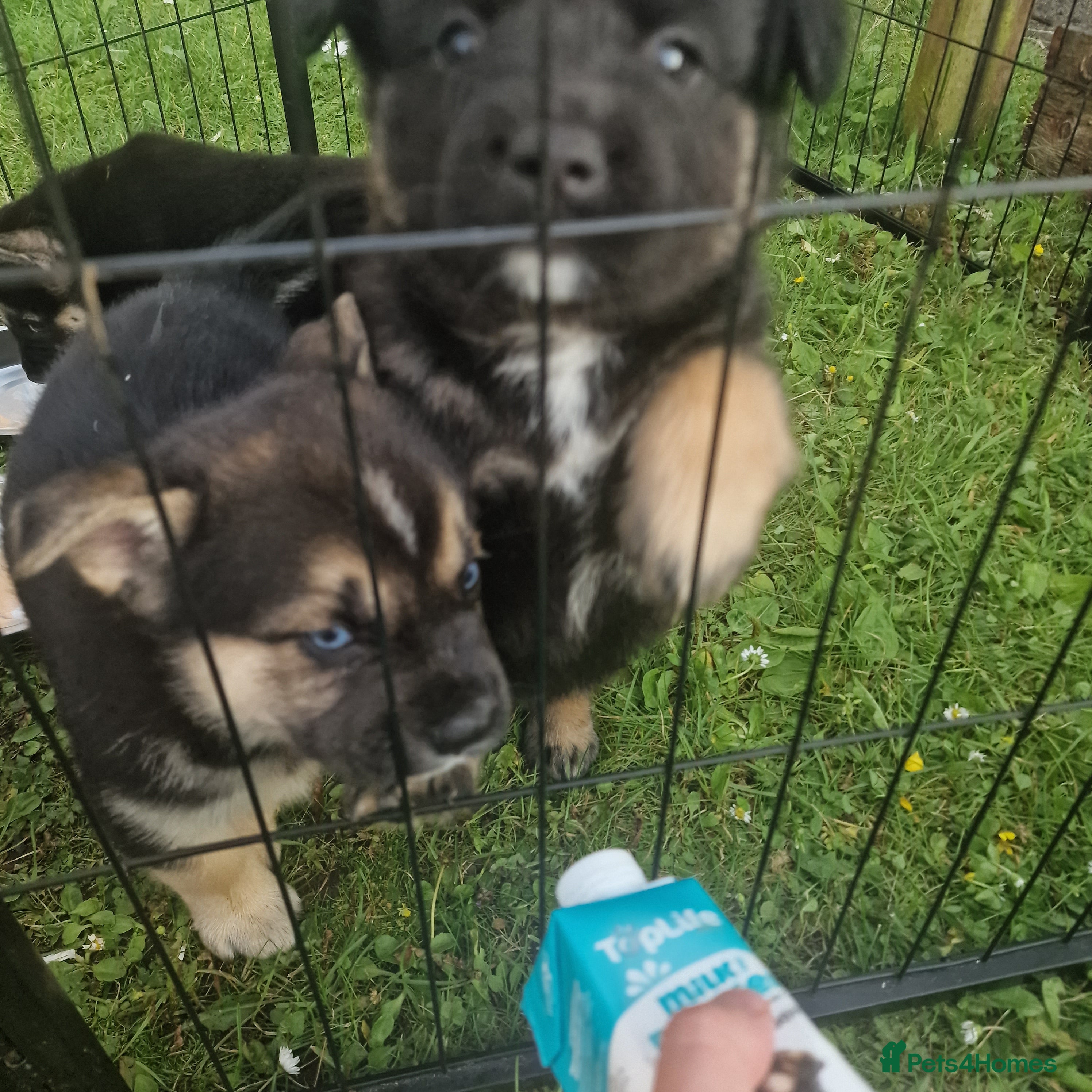 Mixed Breed dogs Miss  - Advert 3