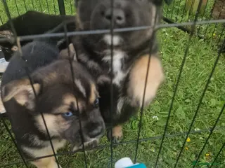 Mixed Breed dogs Miss - Advert 1