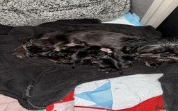 Malshi dogs for sale: Beautiful malshi puppies  - Image 8