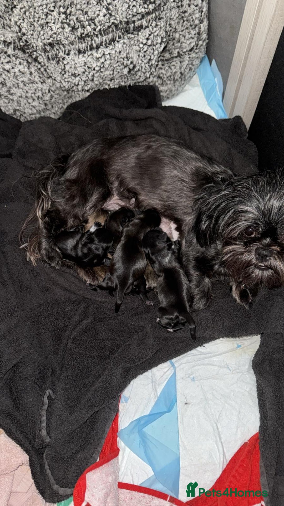 Malshi dogs for sale: Beautiful malshi puppies  - Image 8