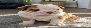 English Bulldog 5