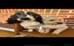 Cockapoo dogs for sale: 3 beautiful toy cockapoos  - Image 5