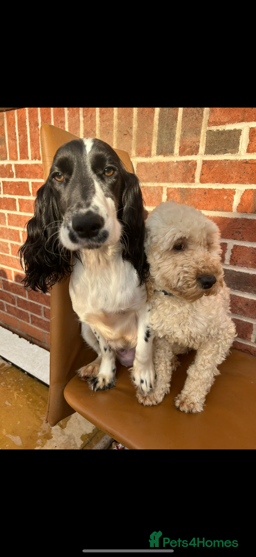 Cockapoo dogs for sale: 3 beautiful toy cockapoos  - Image 5