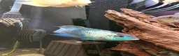 Cichlids fish for sale: Tropical Cichlids - Advert 17