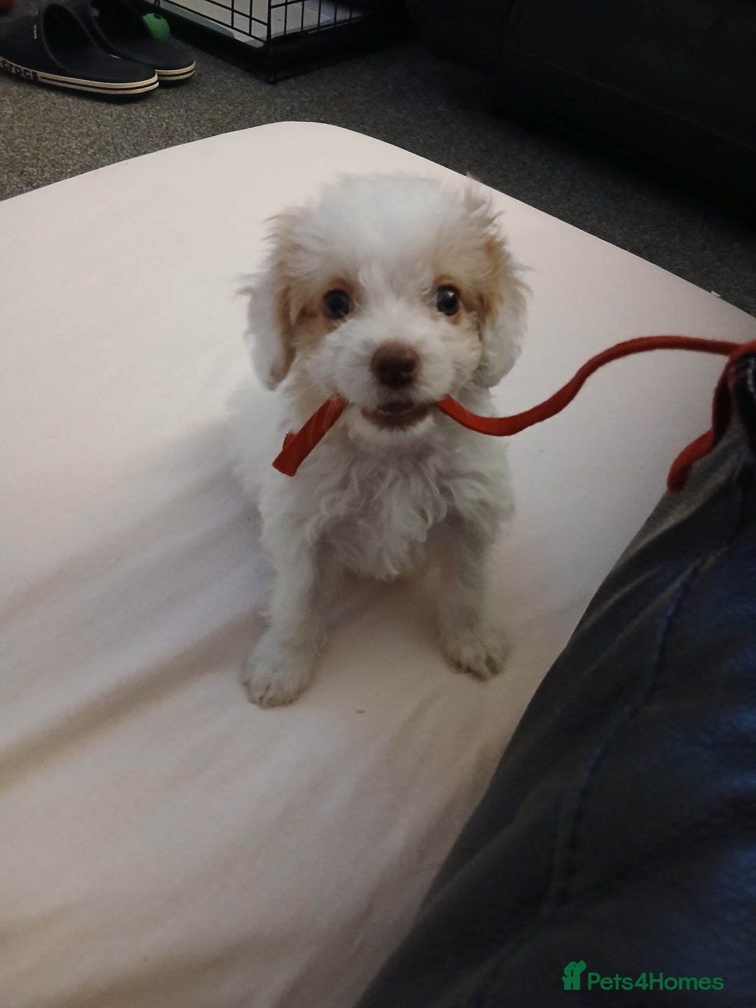 Mixed Breed dogs for sale: Springerpoo puppy  - Advert 16