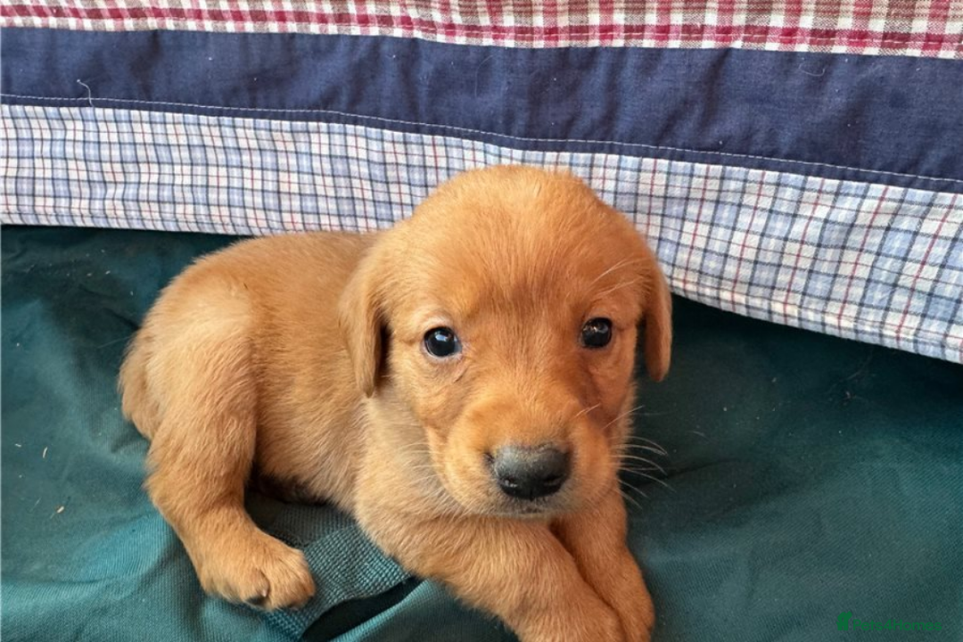 Golden Retriever dogs for sale: Gorgeous Golden retriever puppies for new homes - Image 3