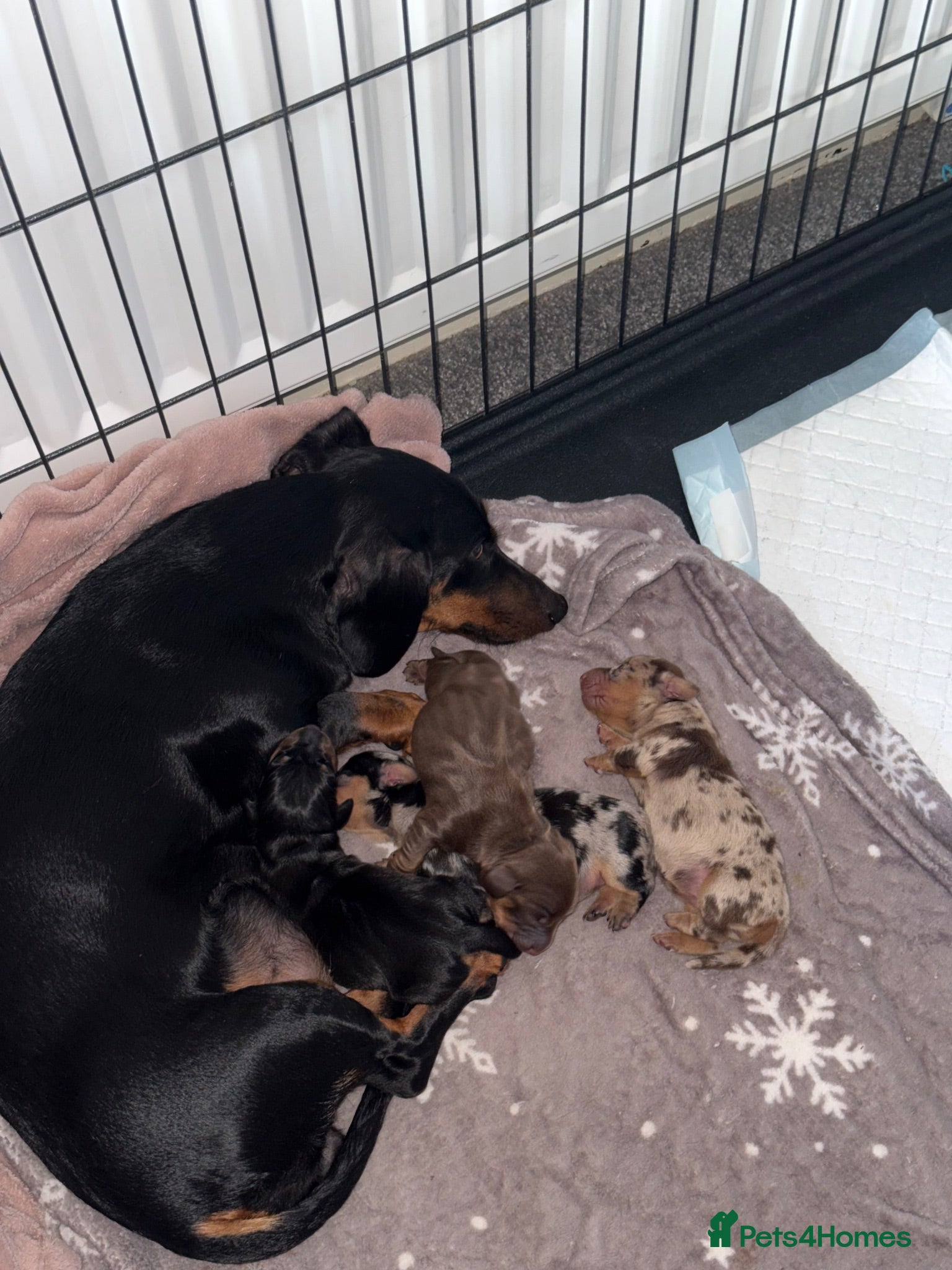 Miniature Dachshund dogs KC Registered Miniature Dachshund puppies  - Advert 10