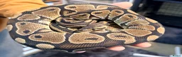 Python Snake reptiles for sale: Ball pythons  - Advert 6
