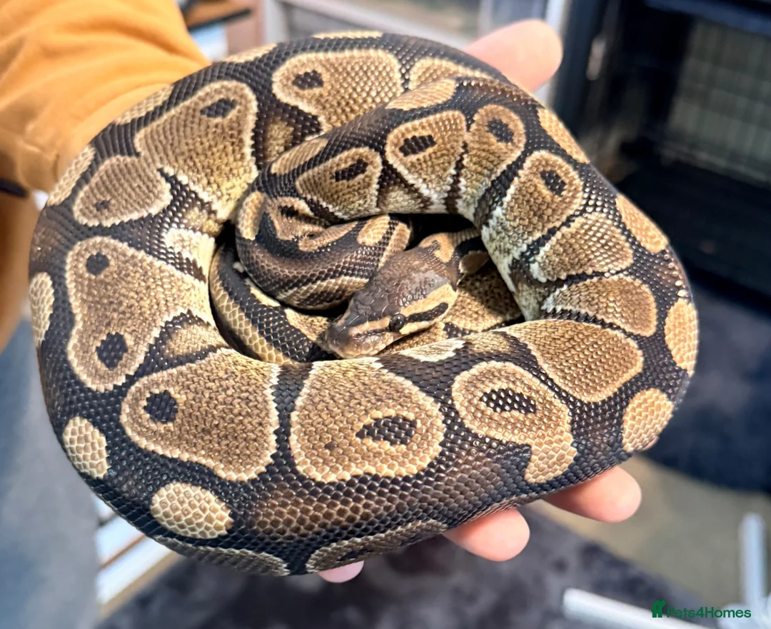 Python Snake reptiles for sale: Ball pythons  - Advert 6