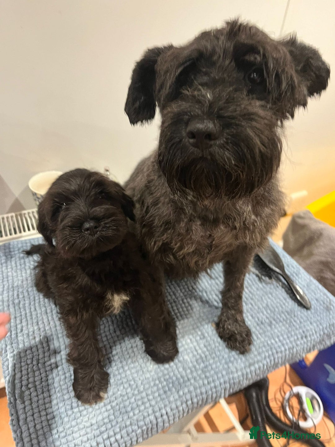 Miniature Schnauzer dogs for stud: Black Miniature schnauzer looking for girlfirend - Advert 15