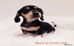 Miniature Dachshund dogs for sale: 5* Licensed, PRA CLEAR KC Mini Daxi's - Image 6