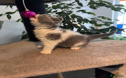 Selkirk Rex cats for sale: Selkirk rex kittens 😻 - Image 32