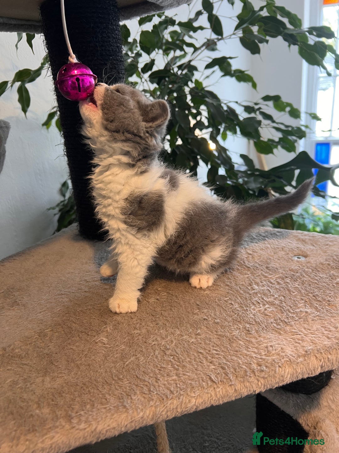 Selkirk Rex cats for sale: Selkirk rex kittens 😻 - Image 32