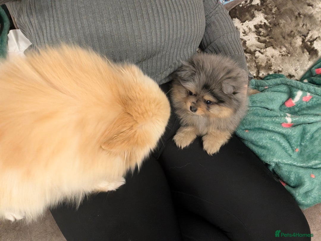 Pomeranian dogs for sale: Pomeranian girl puppy  - Advert 13