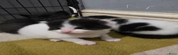 Mixed Breed cats for sale: A mix of beautiful kittens - Advert 37