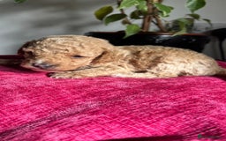 Maltipoo dogs for sale: Beautiful Maltipoo pups  - Image 4