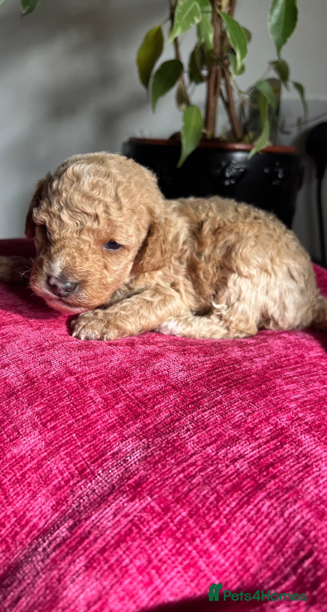 Maltipoo dogs for sale: Beautiful Maltipoo pups  - Image 4