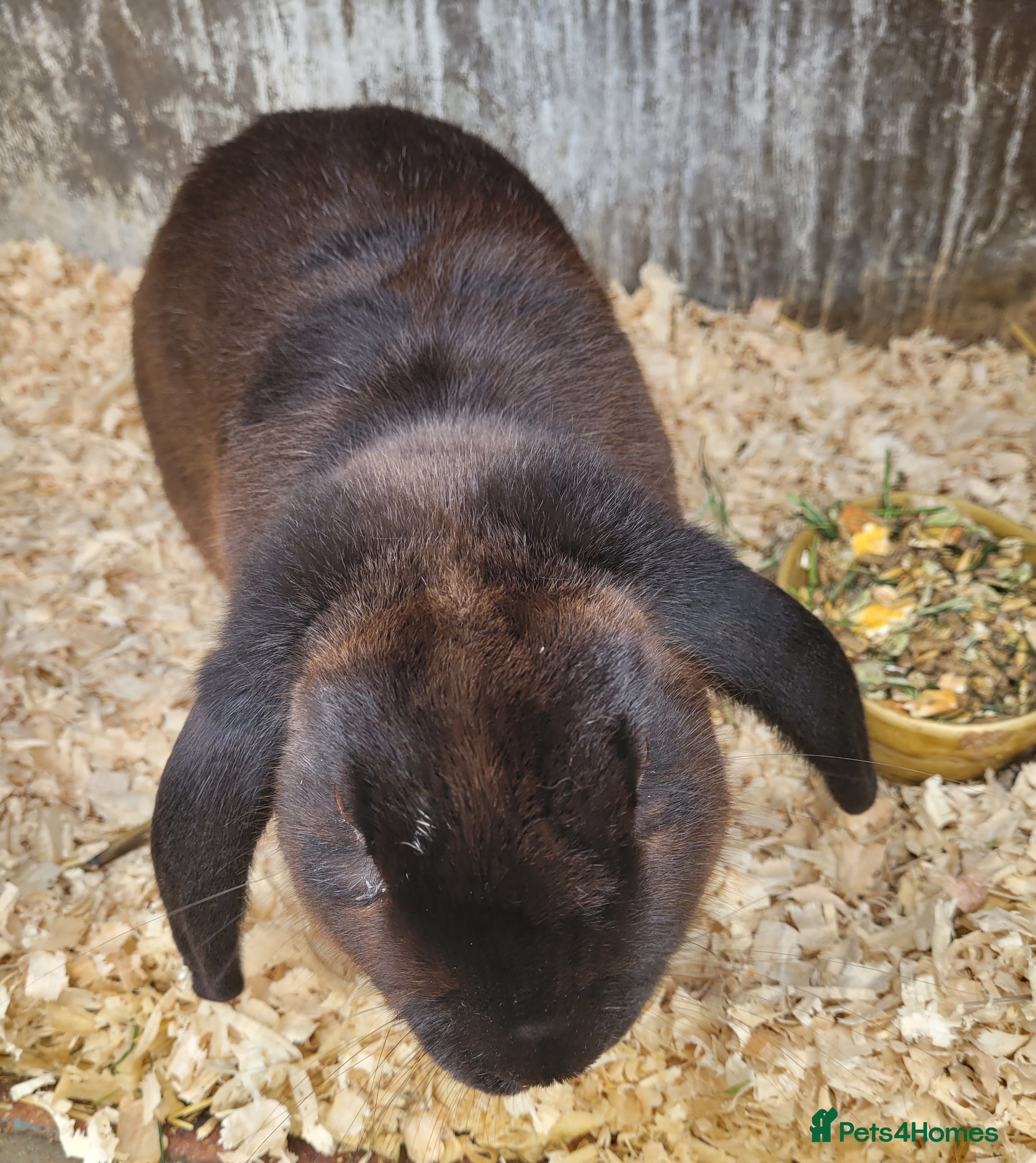 Mixed Breed rabbits 'Dare' Belgian Hare x lop - Advert 1