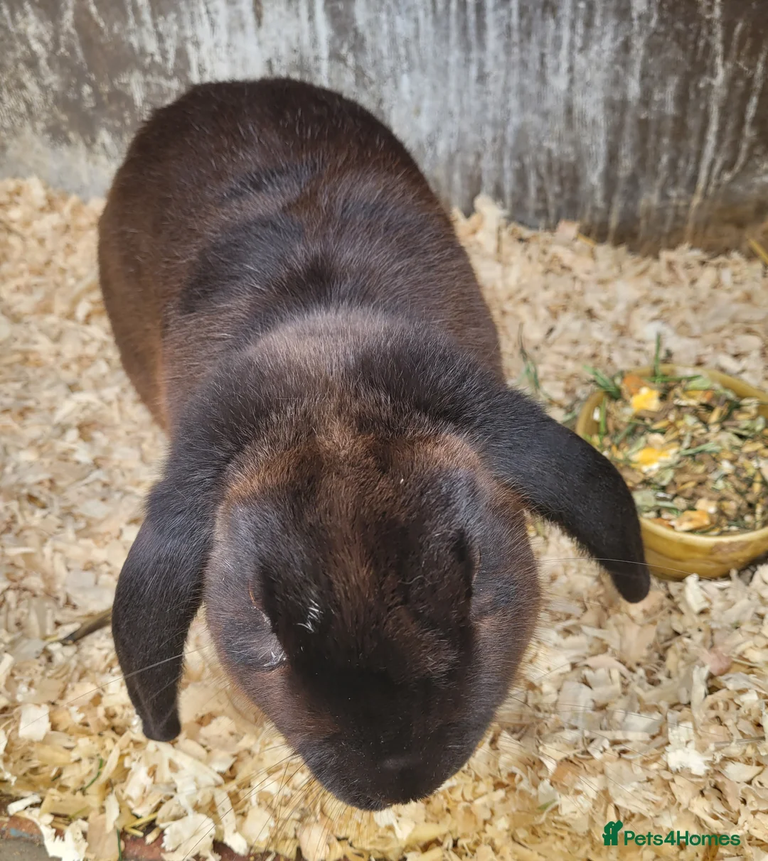 Mixed Breed rabbits for sale: 'Dare' Belgian Hare x lop - Advert 1