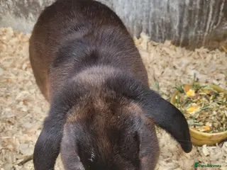 Mixed Breed rabbits 'Dare' Belgian Hare x lop - Advert 1