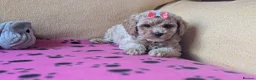 Maltipoo dogs for sale: Stunning Toy Maltipoo Puppies  - Advert 12