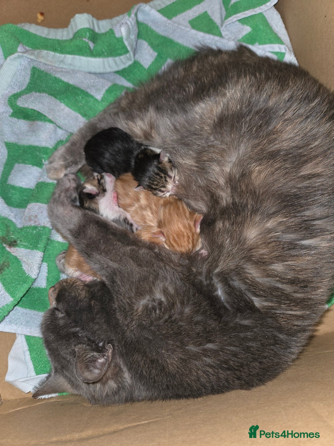 Mixed Breed cats for sale: Little female kitten  - Advert 2