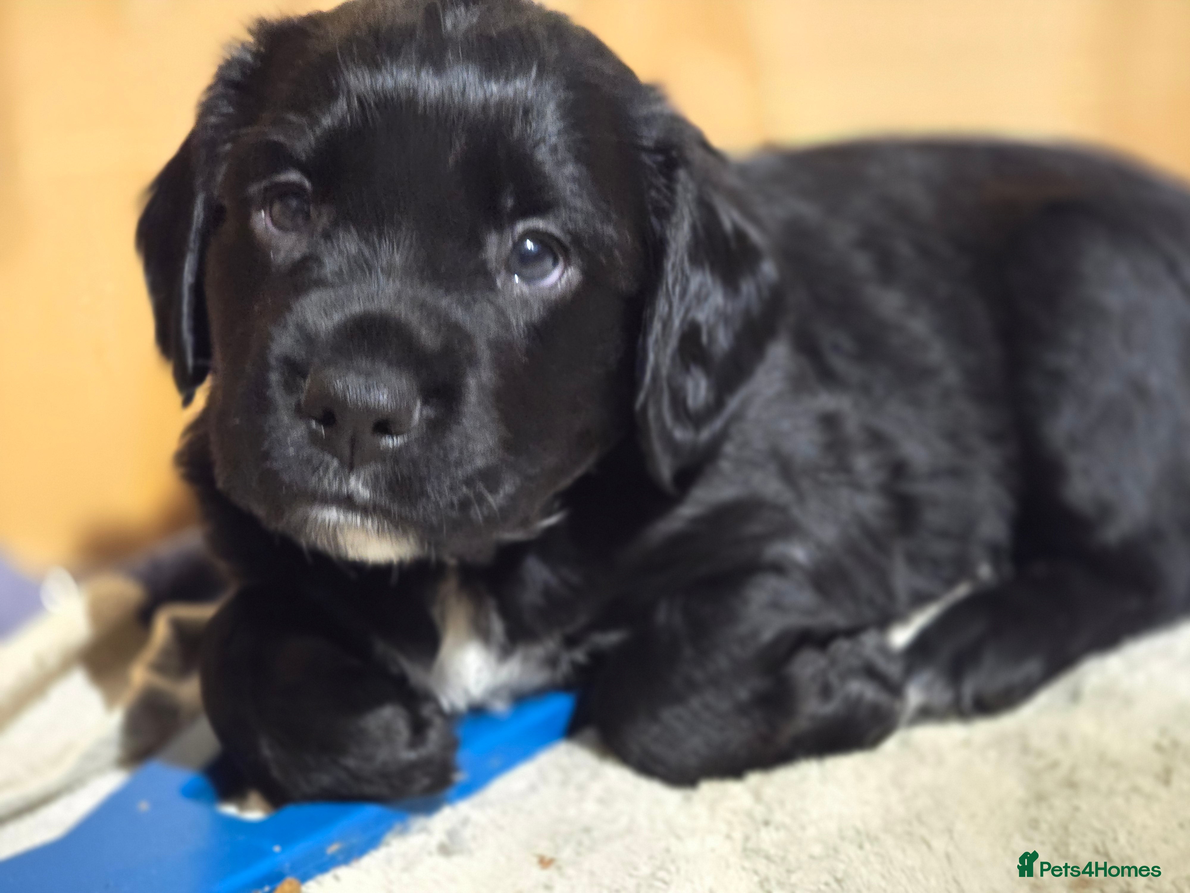 Mixed Breed dogs Sprocker puppies ready from 8th Jan (only 2 left!) - Advert 3