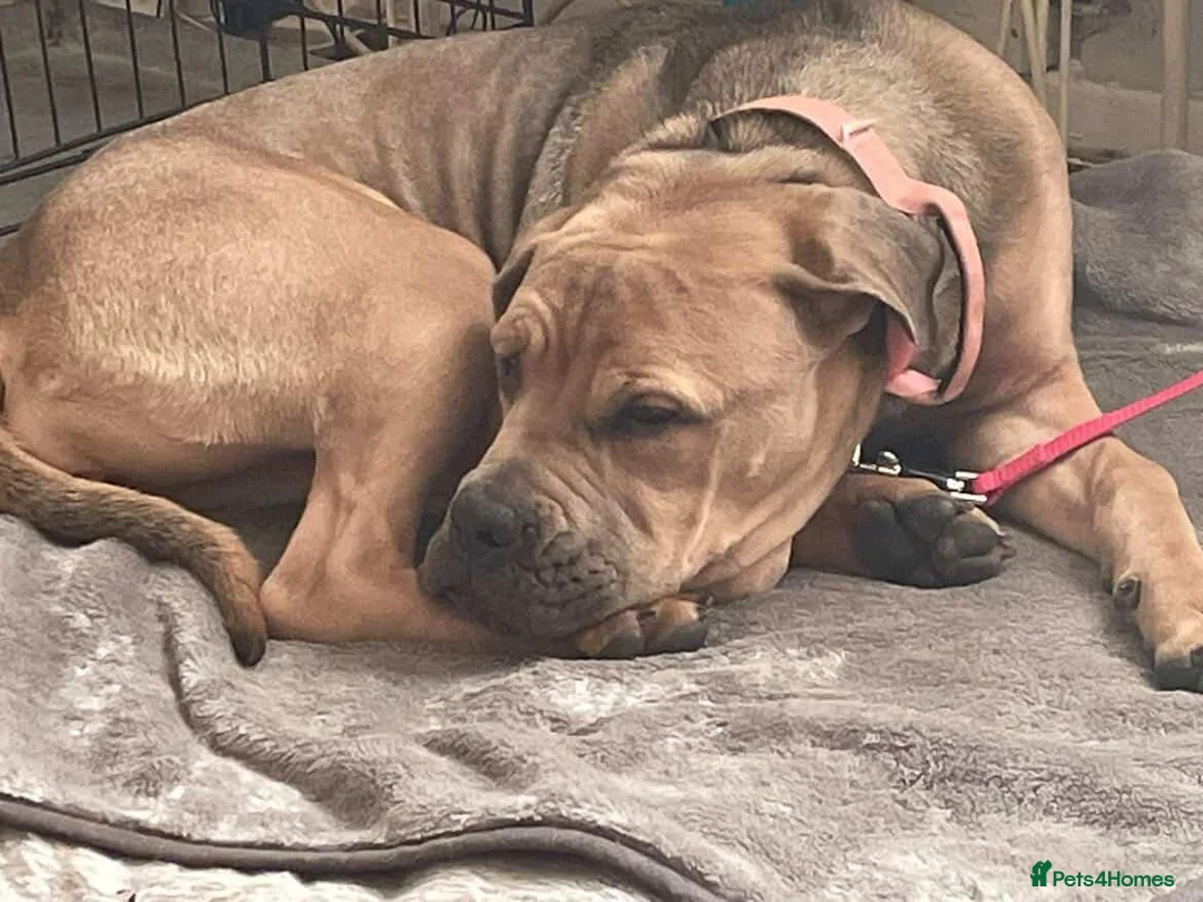 Cane Corso dogs for sale: Female cane corso  - Advert 2