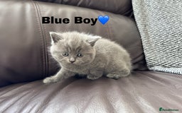 British Shorthair cats for sale: Gorgeous British Shorthair Kittens - Image 4