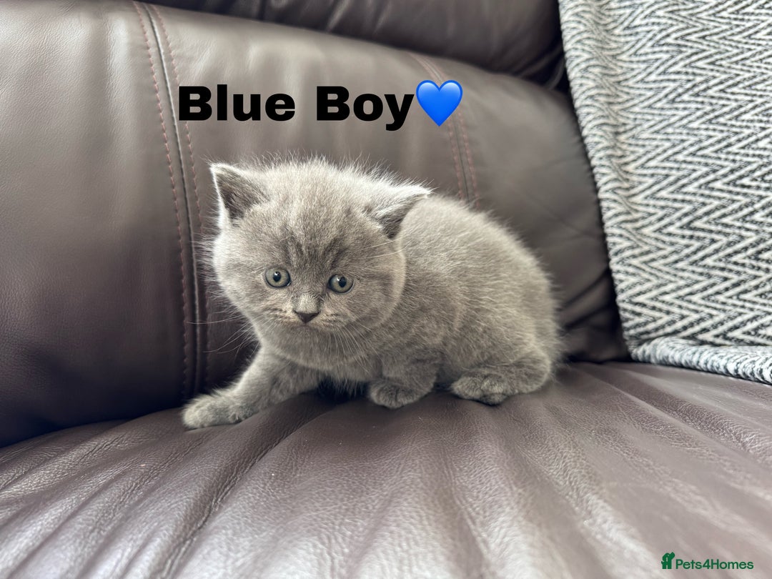 British Shorthair cats for sale: Gorgeous British Shorthair Kittens - Image 4