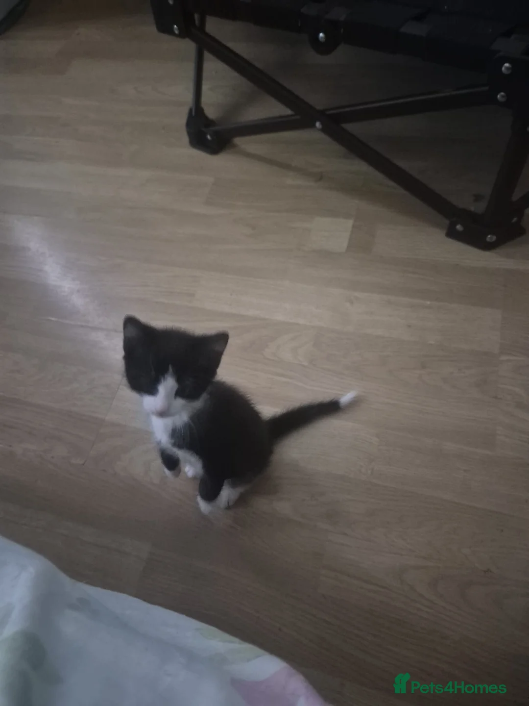 Mixed Breed cats for sale: 12Week Old Kittens Looking for Their Forever Homes - Advert 4