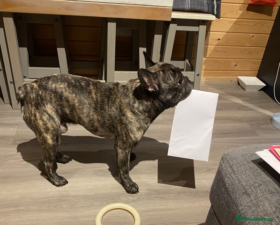 French Bulldog dogs for stud: STUD - Sebastian beautiful boy available for STUD - Advert 7