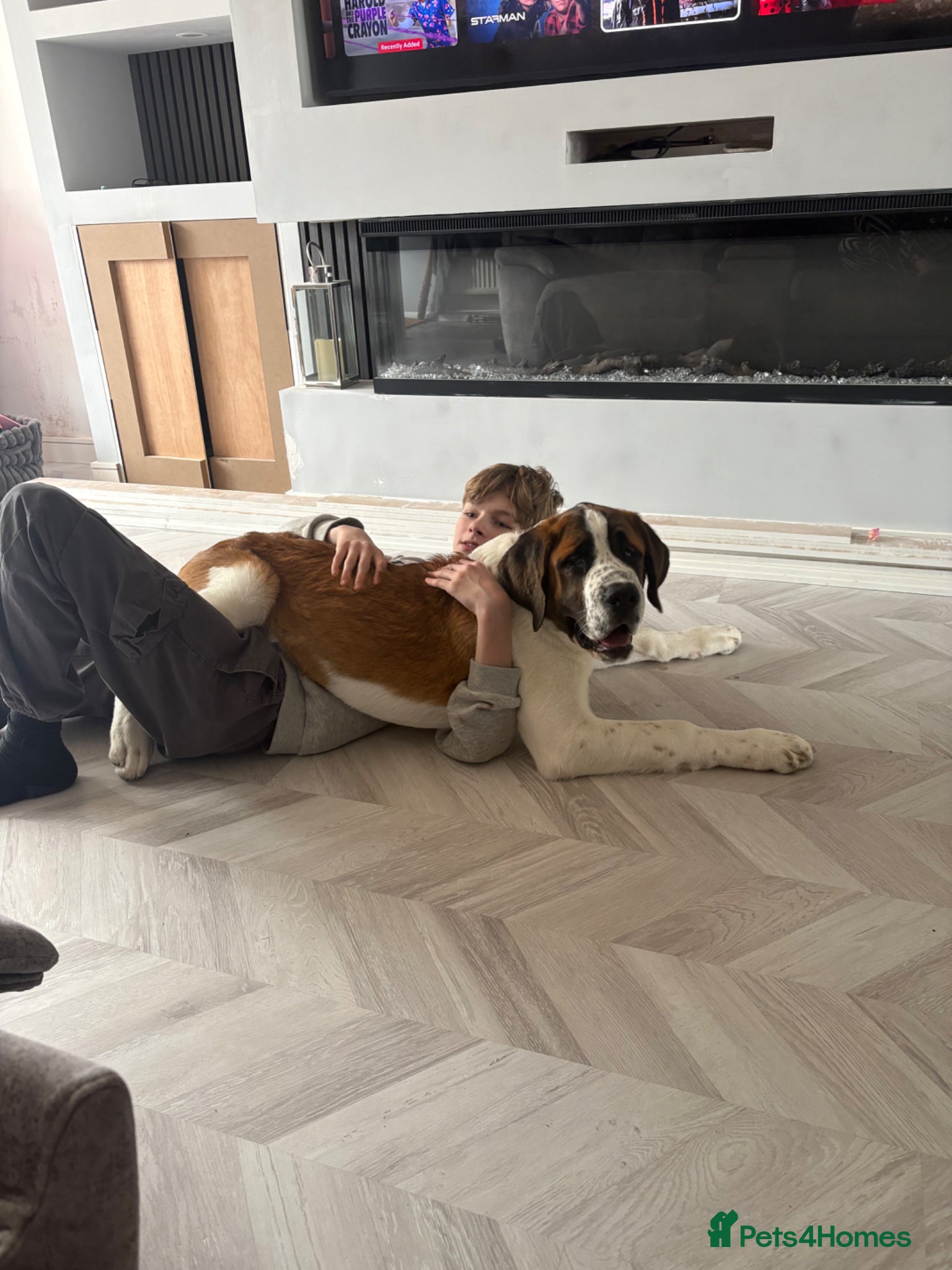 Saint Bernard dogs Saint Bernard puppy - Advert 14