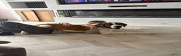 Saint Bernard dogs for sale: Saint Bernard puppy - Advert 1