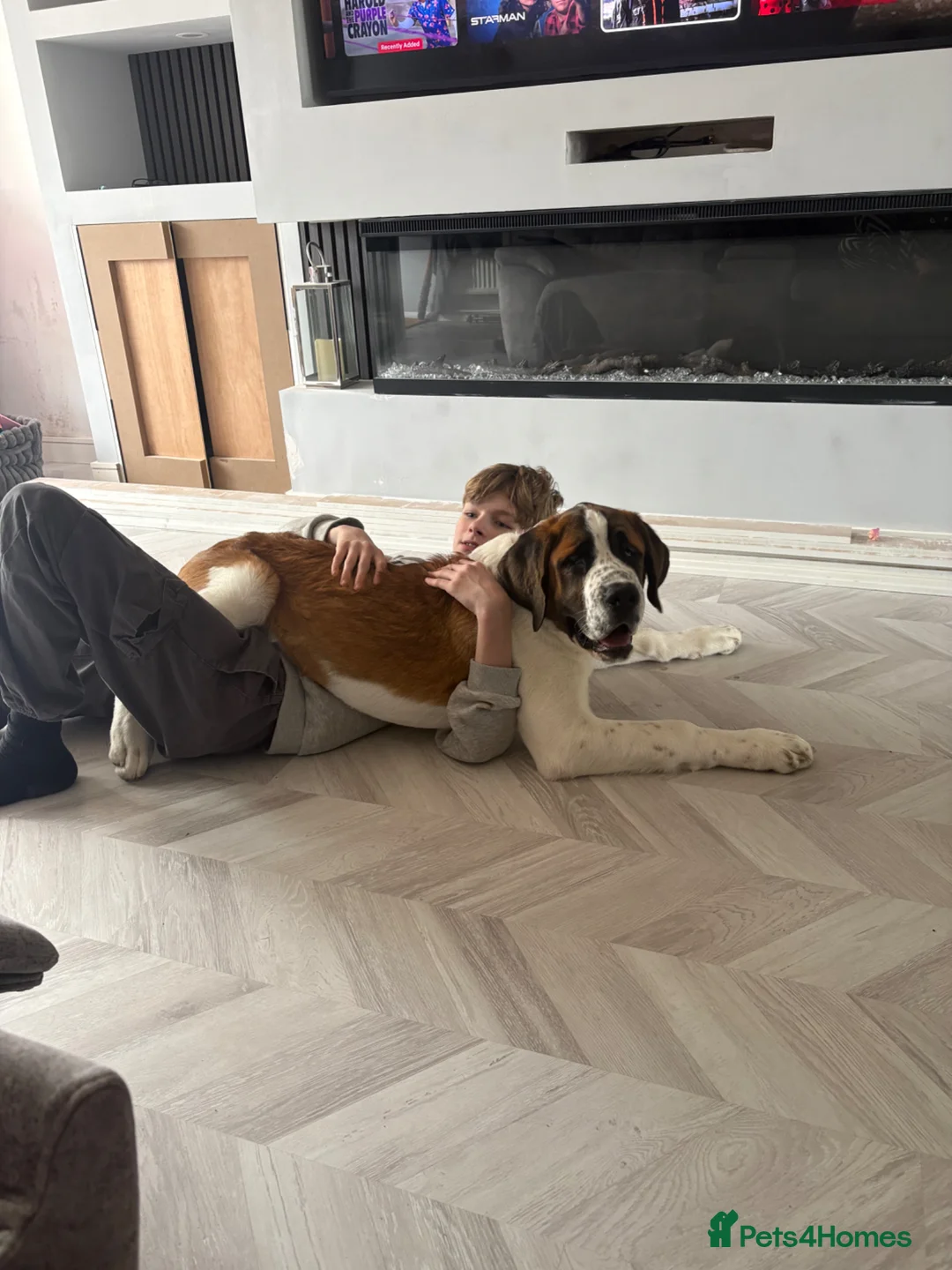 Saint Bernard dogs for sale: Saint Bernard puppy - Advert 1