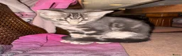 Mixed Breed cats for sale: Beautiful Kittens - Advert 7