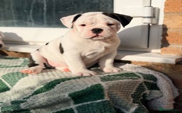 Old Tyme Bulldog dogs for sale: 🩷🩷Old Tyme Bulldog Puppies🩷🩷 - Image 5