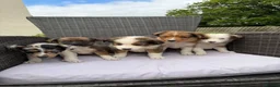 Border Collie dogs for sale: 5 Beautiful Puppies for sale🐾 - Advert 7