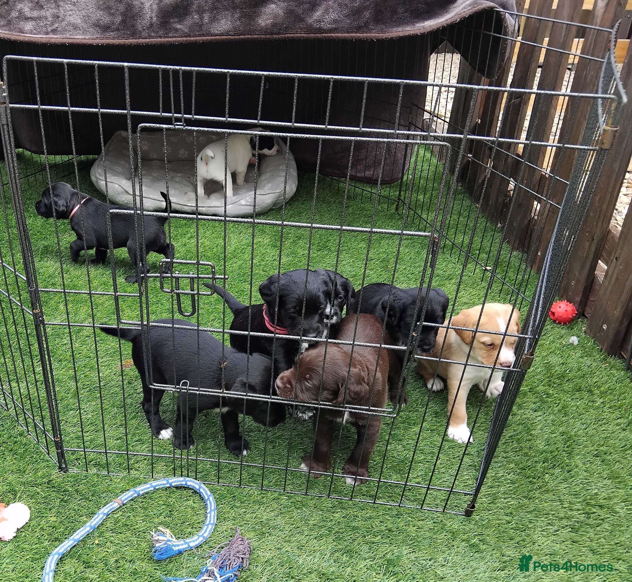 Mixed Breed dogs Cockerspaniel x labradorx - Advert 17