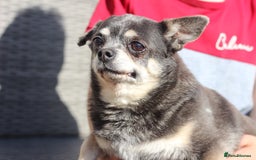 Chihuahua dogs for sale: Chihuahua - Adult - Image 1