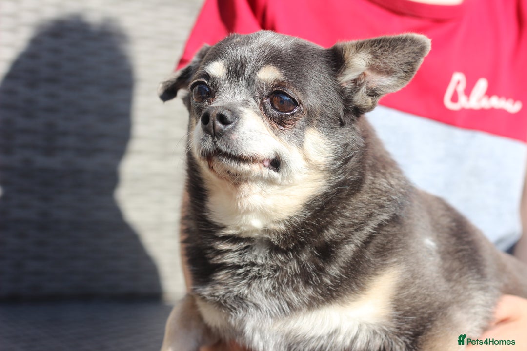 Chihuahua dogs for sale: Chihuahua - Adult - Image 1