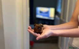 Guinea Pig rodents for sale: 🩷2 GIRL baby guinea pigs ready to leave 🩷  - Image 6